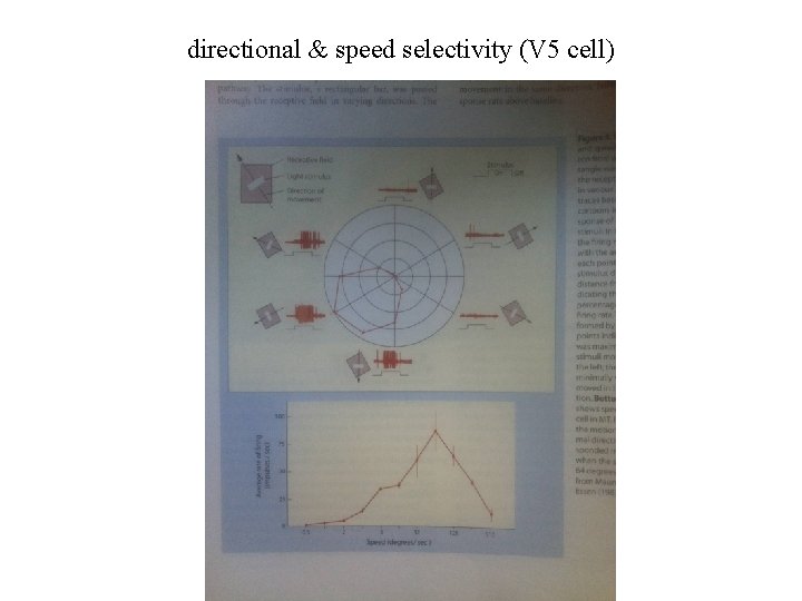 directional & speed selectivity (V 5 cell) 