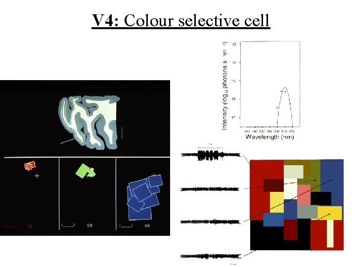 V 4: Colour selective cell 