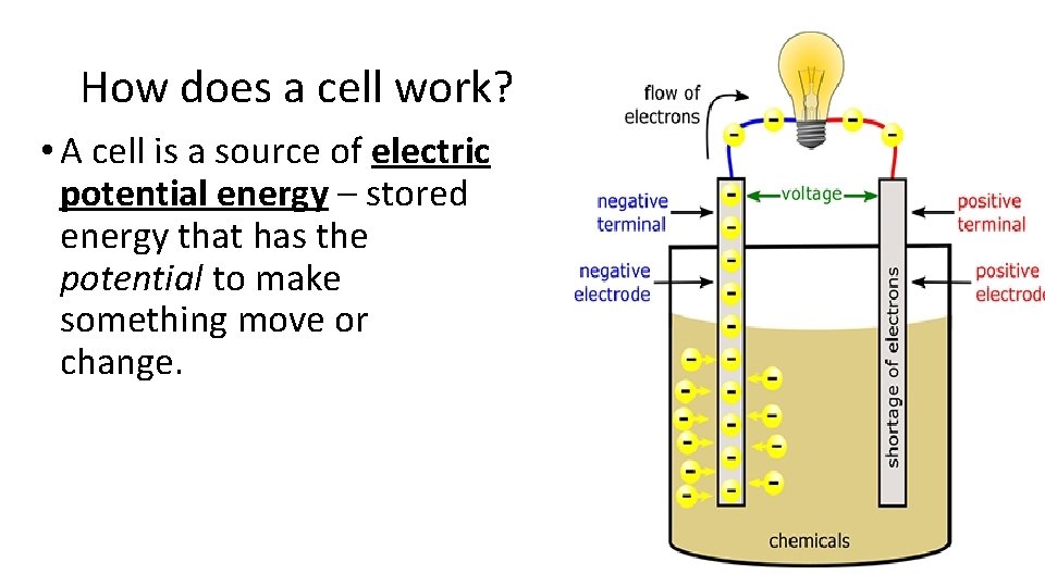 How does a cell work? • A cell is a source of electric potential