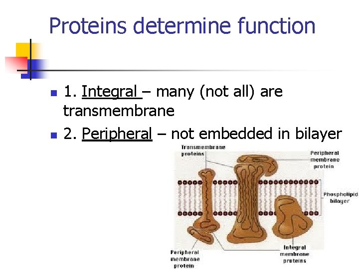 Proteins determine function n n 1. Integral – many (not all) are transmembrane 2.