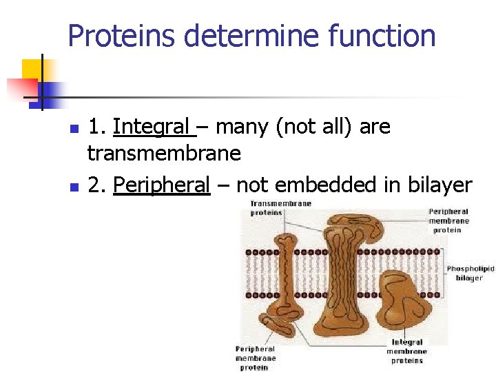 Proteins determine function n n 1. Integral – many (not all) are transmembrane 2.