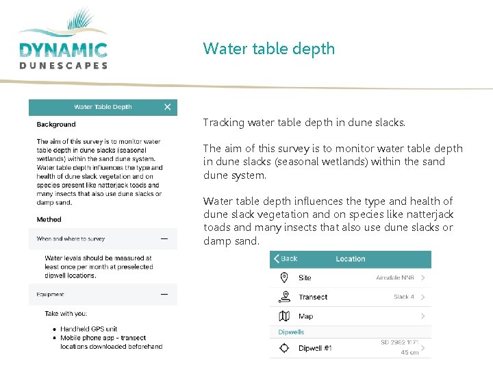 Water table depth Tracking water table depth in dune slacks. The aim of this
