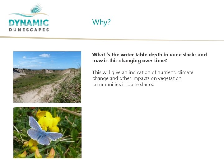 Why? What is the water table depth in dune slacks and how is this