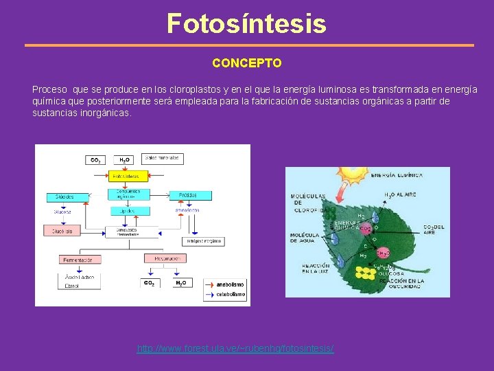 Fotosíntesis CONCEPTO Proceso que se produce en los cloroplastos y en el que la