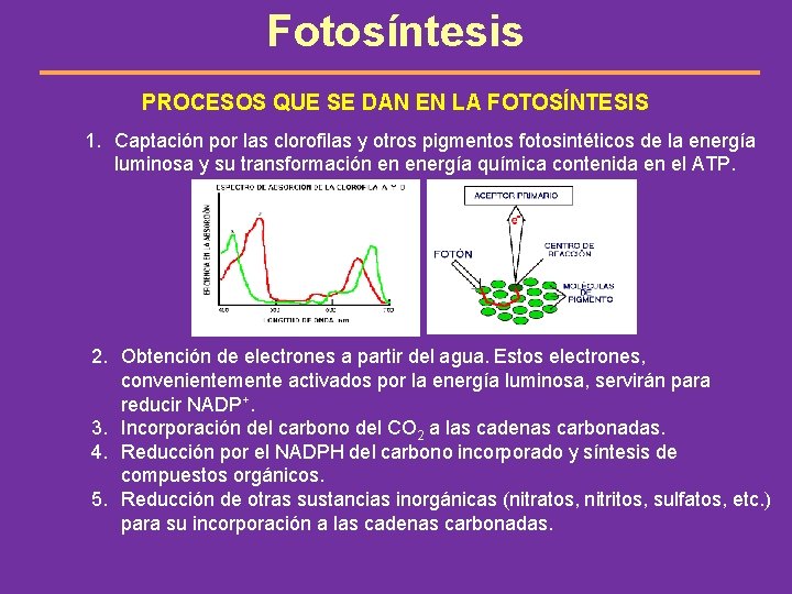 Fotosíntesis PROCESOS QUE SE DAN EN LA FOTOSÍNTESIS 1. Captación por las clorofilas y