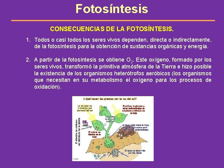 Fotosíntesis CONSECUENCIAS DE LA FOTOSÍNTESIS. 1. Todos o casi todos los seres vivos dependen,