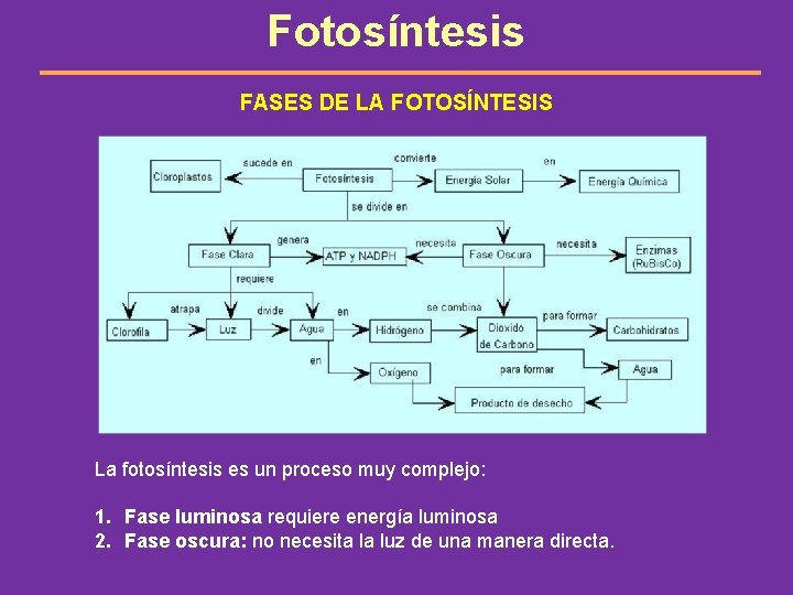 Fotosíntesis FASES DE LA FOTOSÍNTESIS La fotosíntesis es un proceso muy complejo: 1. Fase