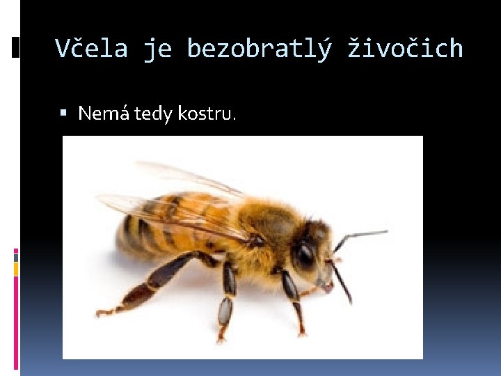 Včela je bezobratlý živočich Nemá tedy kostru. 