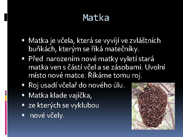 Matka je včela, která se vyvíjí ve zvláštních buňkách, kterým se říká matečníky. Před