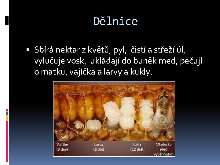 Dělnice Sbírá nektar z květů, pyl, čistí a střeží úl, vylučuje vosk, ukládají do