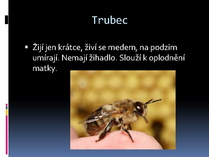 Trubec Žijí jen krátce, živí se medem, na podzim umírají. Nemají žihadlo. Slouží k