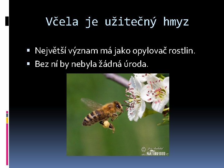 Včela je užitečný hmyz Největší význam má jako opylovač rostlin. Bez ní by nebyla