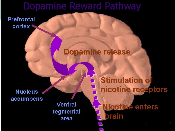 Dopamine Reward Pathway Prefrontal cortex Dopamine release Nucleus accumbens Stimulation of nicotine receptors Ventral