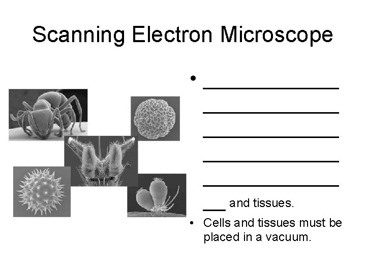 Scanning Electron Microscope • ____________ ______ __ and tissues. • Cells and tissues must