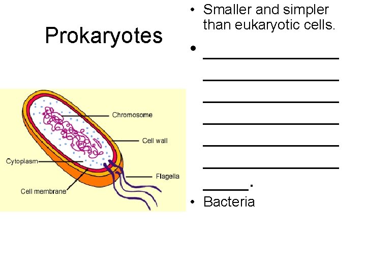 Prokaryotes • Smaller and simpler than eukaryotic cells. • ____________ ____________. • Bacteria 