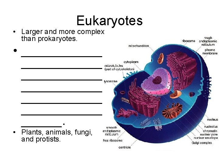 Eukaryotes • Larger and more complex than prokaryotes. • ____________ ____________. • Plants, animals,