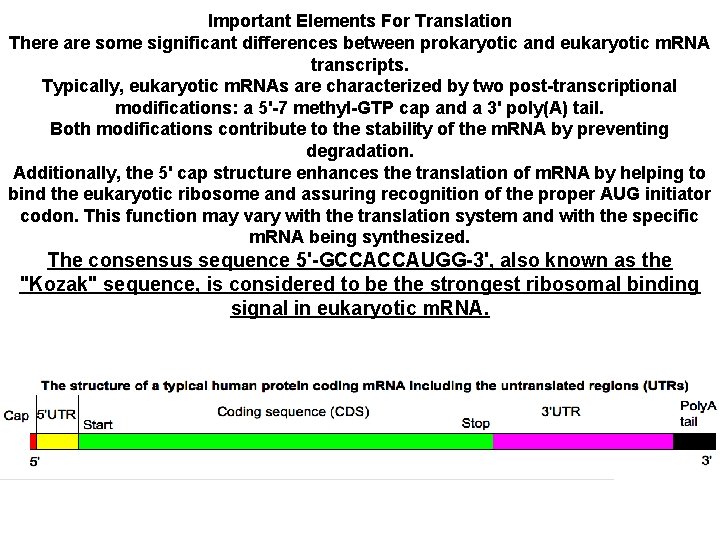 Important Elements For Translation There are some significant differences between prokaryotic and eukaryotic m.