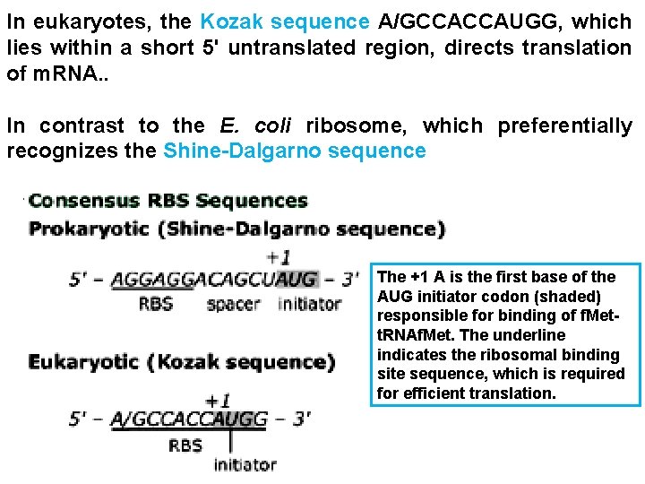 In eukaryotes, the Kozak sequence A/GCCACCAUGG, which lies within a short 5' untranslated region,