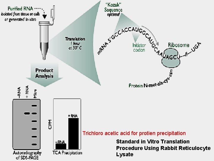 Trichloro acetic acid for protien precipitation Standard in Vitro Translation Procedure Using Rabbit Reticulocyte