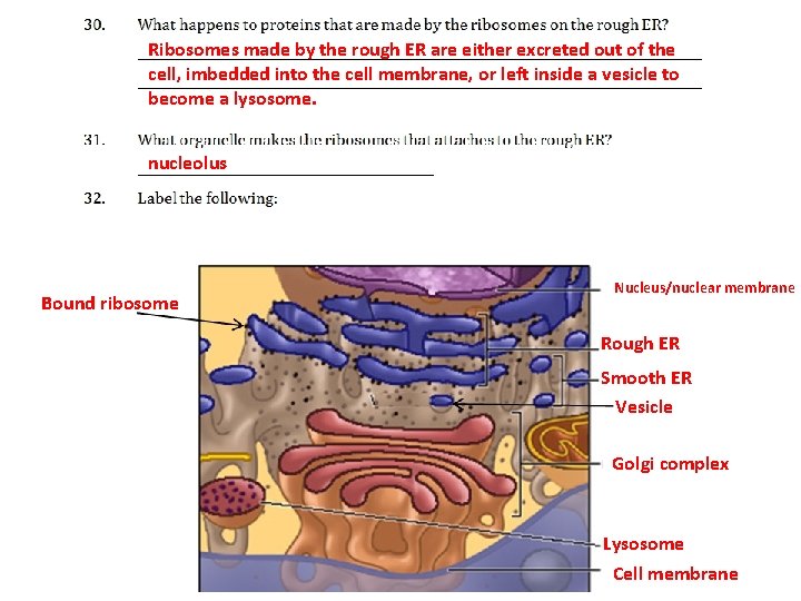Ribosomes made by the rough ER are either excreted out of the cell, imbedded
