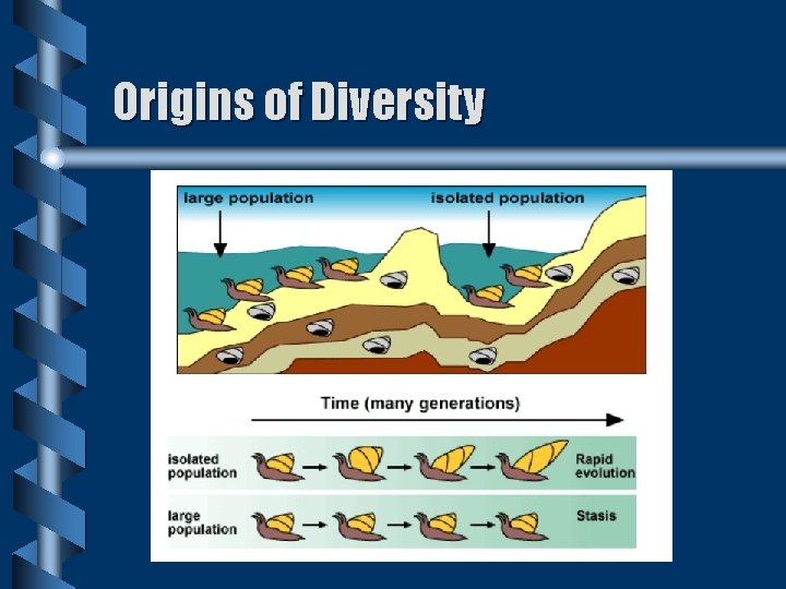 Origins of Diversity Origins of Diversity