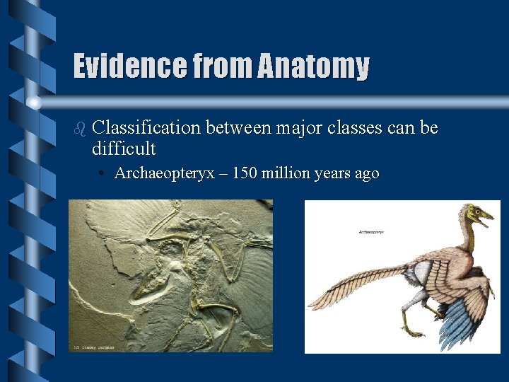 Evidence from Anatomy b Classification between major classes can be difficult • Archaeopteryx – Evidence from Anatomy b Classification between major classes can be difficult • Archaeopteryx –