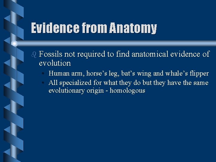 Evidence from Anatomy b Fossils not required to find anatomical evidence of evolution • Evidence from Anatomy b Fossils not required to find anatomical evidence of evolution •