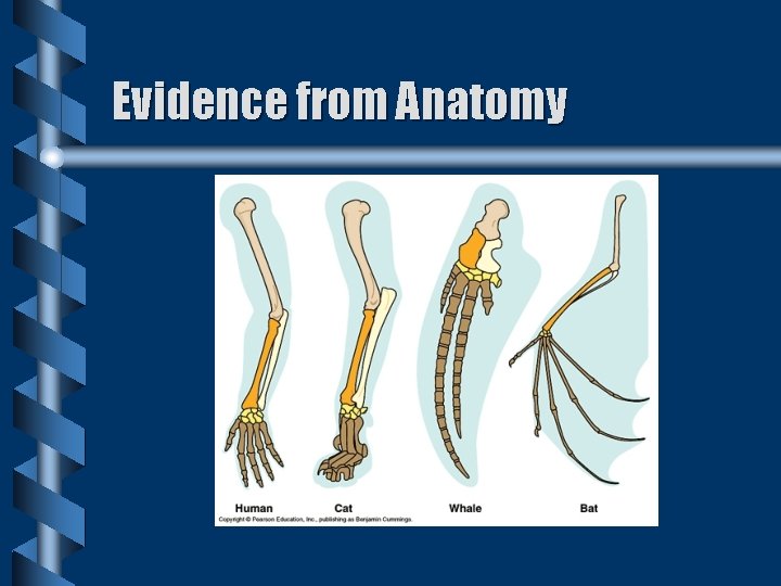Evidence from Anatomy Evidence from Anatomy