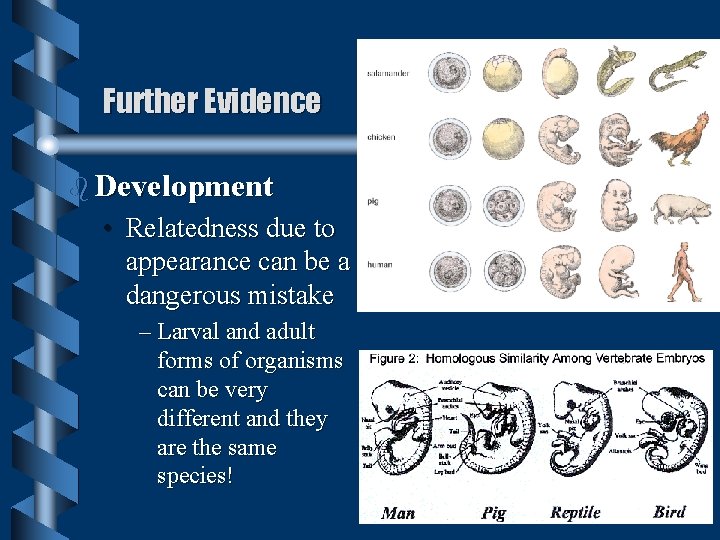 Further Evidence b Development • Relatedness due to appearance can be a dangerous mistake Further Evidence b Development • Relatedness due to appearance can be a dangerous mistake