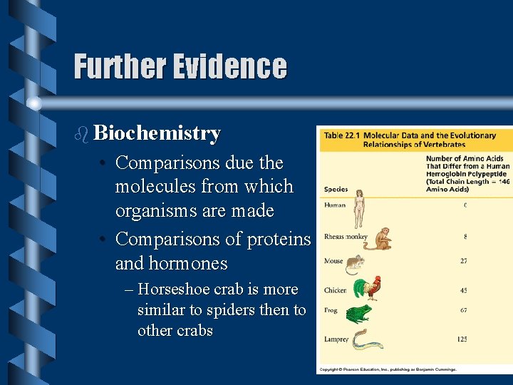 Further Evidence b Biochemistry • Comparisons due the molecules from which organisms are made Further Evidence b Biochemistry • Comparisons due the molecules from which organisms are made