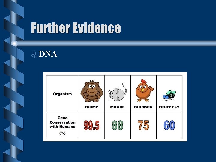 Further Evidence b DNA Further Evidence b DNA
