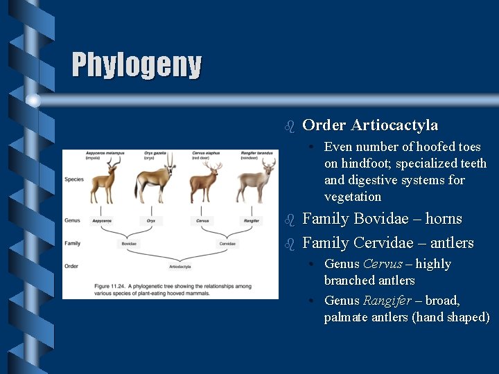 Phylogeny b Order Artiocactyla • Even number of hoofed toes on hindfoot; specialized teeth Phylogeny b Order Artiocactyla • Even number of hoofed toes on hindfoot; specialized teeth