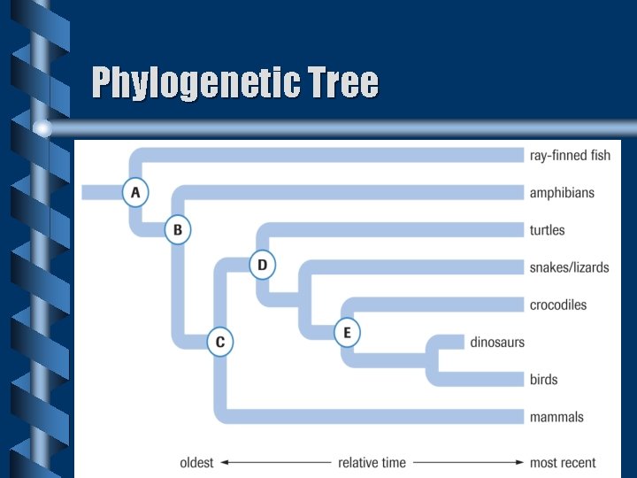 Phylogenetic Tree Phylogenetic Tree