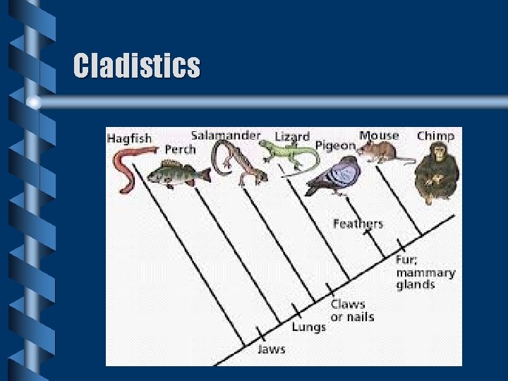 Cladistics Cladistics