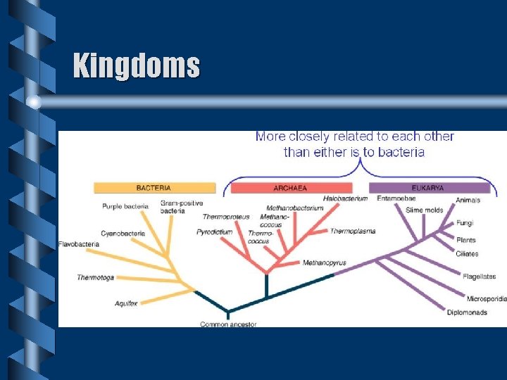Kingdoms Kingdoms