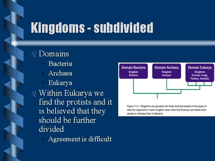 Kingdoms - subdivided b Domains • Bacteria • Archaea • Eukarya b Within Eukarya Kingdoms - subdivided b Domains • Bacteria • Archaea • Eukarya b Within Eukarya