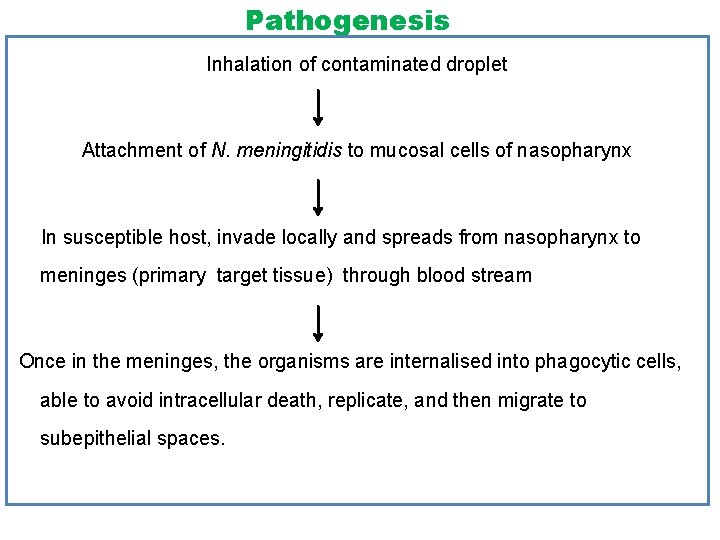 Pathogenesis Inhalation of contaminated droplet Attachment of N. meningitidis to mucosal cells of nasopharynx