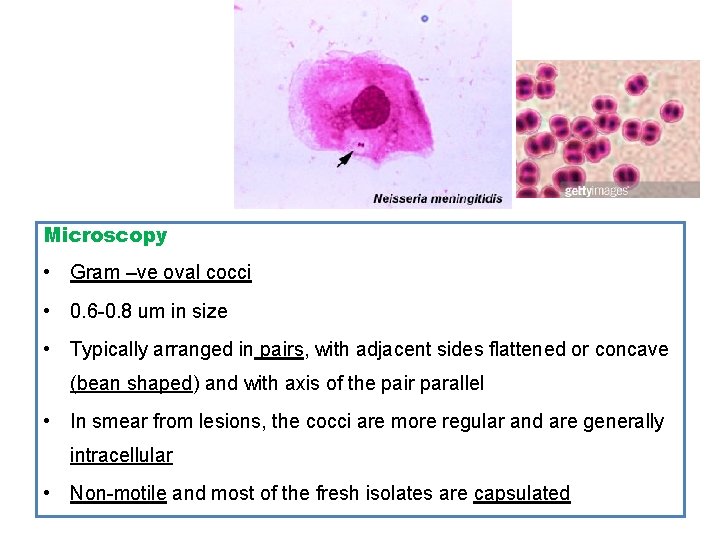 Microscopy • Gram –ve oval cocci • 0. 6 -0. 8 um in size