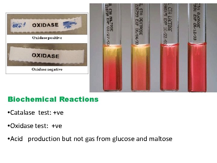 Biochemical Reactions • Catalase test: +ve • Oxidase test: +ve • Acid production but