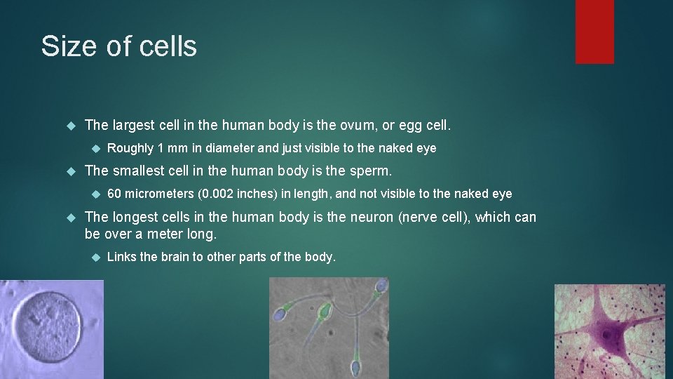 name the largest cell of human body