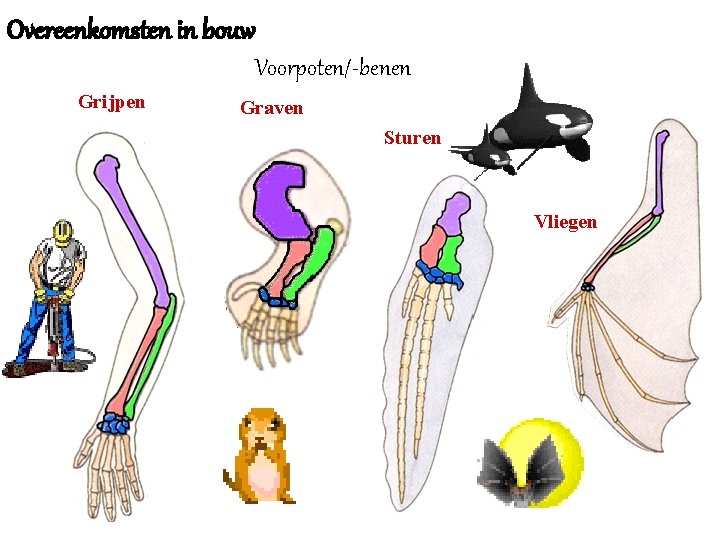 Overeenkomsten in bouw Voorpoten/-benen Grijpen Graven Sturen Vliegen 