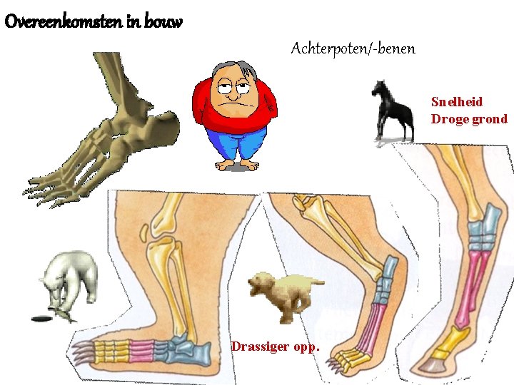 Overeenkomsten in bouw Achterpoten/-benen Snelheid Droge grond Drassiger opp. 