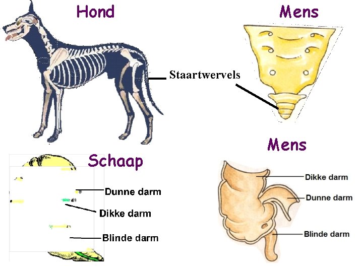 Hond Mens Staartwervels Schaap Mens 