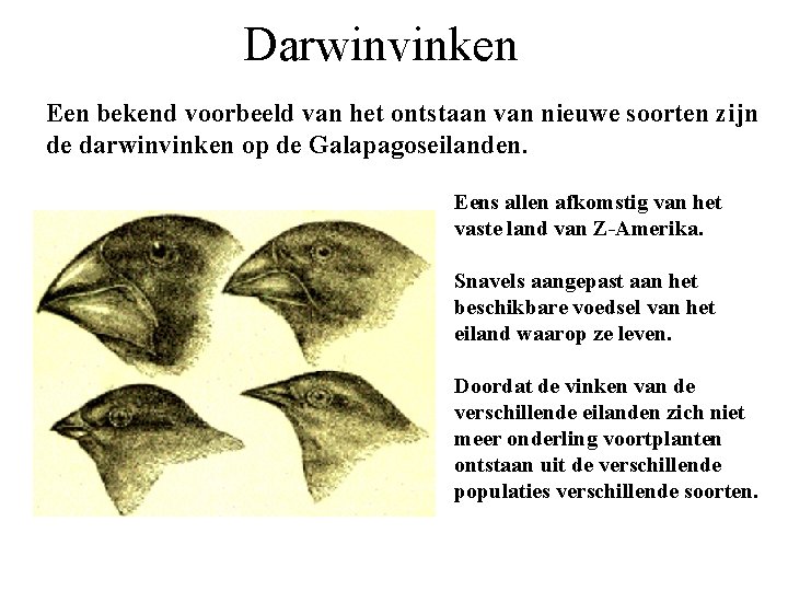 Darwinvinken Een bekend voorbeeld van het ontstaan van nieuwe soorten zijn de darwinvinken op