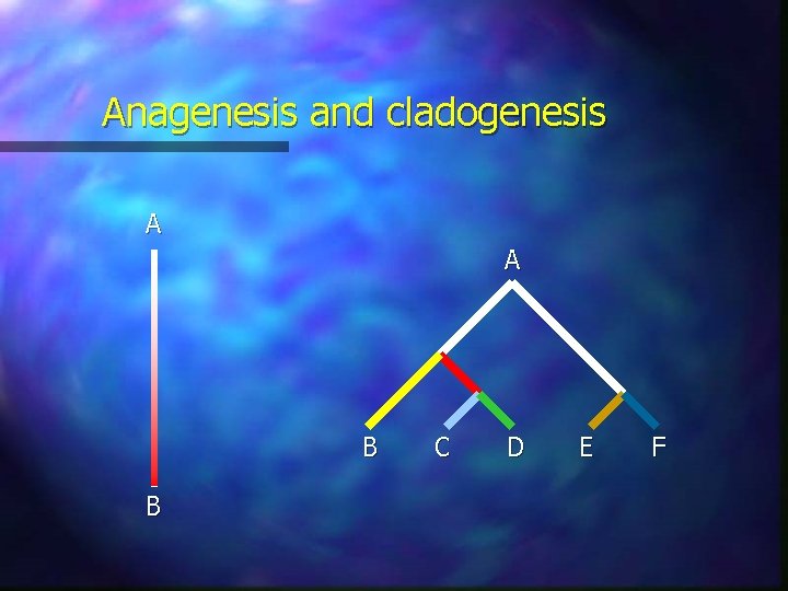 Anagenesis and cladogenesis A A B B C D E F 