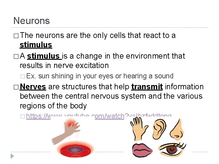 Neurons � The neurons are the only cells that react to a stimulus � Neurons � The neurons are the only cells that react to a stimulus �