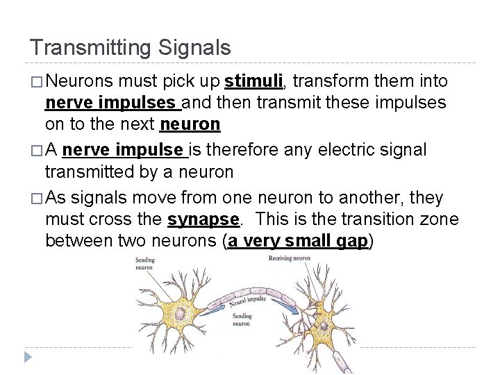 Transmitting Signals � Neurons must pick up stimuli, transform them into nerve impulses and Transmitting Signals � Neurons must pick up stimuli, transform them into nerve impulses and
