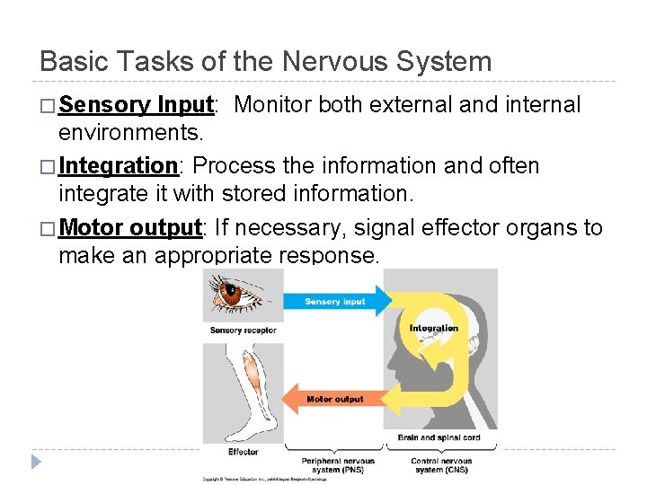 Basic Tasks of the Nervous System � Sensory Input: Monitor both external and internal Basic Tasks of the Nervous System � Sensory Input: Monitor both external and internal