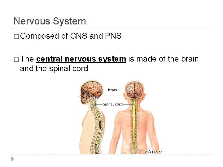Nervous System � Composed � The of CNS and PNS central nervous system is Nervous System � Composed � The of CNS and PNS central nervous system is