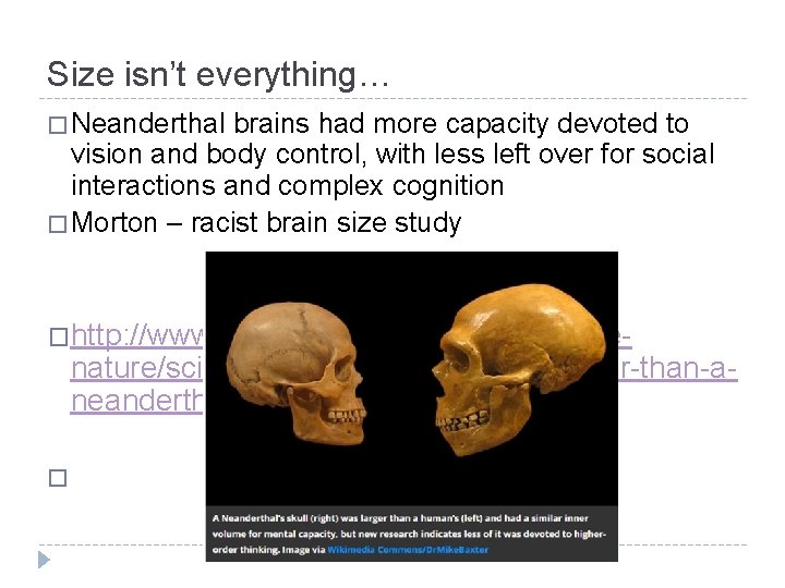 Size isn’t everything… � Neanderthal brains had more capacity devoted to vision and body Size isn’t everything… � Neanderthal brains had more capacity devoted to vision and body